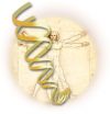 לוגו: אדם עם וסליל גנים