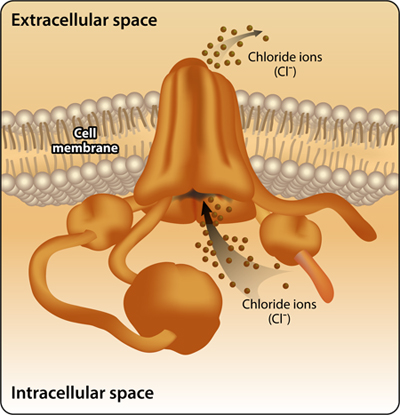 Figure 2: The CFTR protein functions as an ion channel in the cell membrane