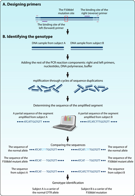 Figure 1: The scientific approach for distinguishing between normal and mutant alleles using PCR, sequencing and sequence alignment.