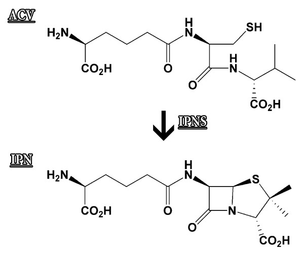 Figure 11: The IPNS enzyme catalyzes the conversion process of the ACV substrate molecule into the IPN molecule