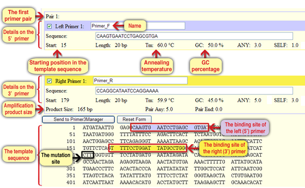 Screen 4: The results page - the characteristics of the first primer pair, the expected amplification product and its location on the template