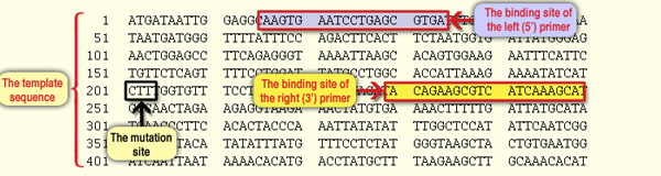 Screen 6: An optional primer pair (the fifth pair) for the amplification of a segment that includes the F508del mutation site