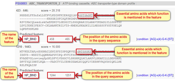 Screen 5: Features in the ABC_TRANSPORTER motif sequences in the protein CFTR