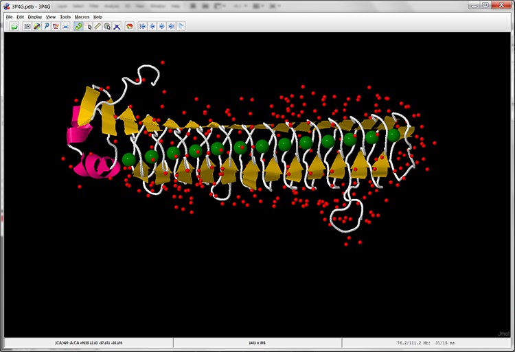 Screen 12: Cartoon display of subunit A of the MpAFP protein with calcium ions marked in green.