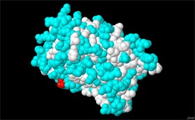 Screen 6: IPNS protein model with the hydrophilic amino acids marked in cyan and the hydrophobic amino acids marked in white