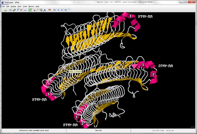 Screen 5: Cartoon display – enables quick identification of the subunits in the protein structure and the secondary structures (alpha helices and beta sheets).