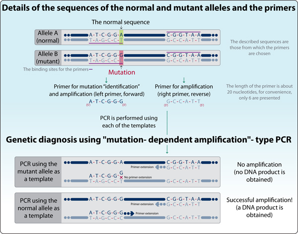 Figure 3: Detection of a specific gene mutation using "mutation- dependent amplification"-type PCR.