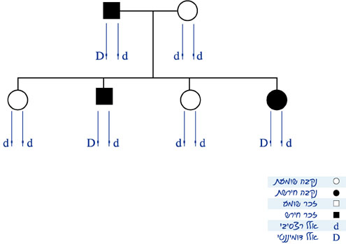 אילן של משפחה, שחירשות מופיעה בה פעמים רבות. האלל הקובע חירשות הוא דומיננטי ומסומן באות D, שני הקווים המקבילים בכל בן משפחה מייצגים זוג מקטעים מכרומוזומים הומולוגיים, שכל אחד מהם מכיל אלל אחד של הגן.