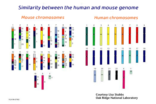 mouse chromosomes and human chromosomes