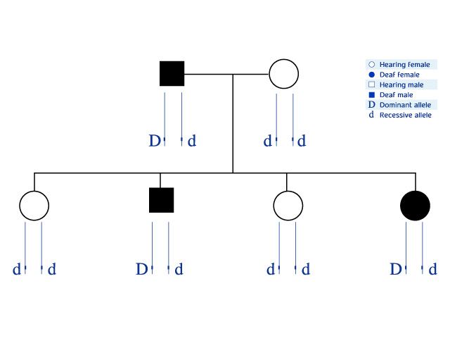1.	Pedigree's family, deafness appears many times. Determining deafness allele is dominant and marked with a D. 