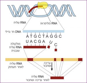 חלקים של ה-RNA שנוצר לפי הקוד הגנטי ב-DNA מוצאים ממנו והחלקים הנותרים מתחברים ליצירת RNA שליח היוצא מהגרעין לציטופלסמה