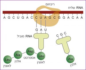 בעזרת הריבוזום מביאים tRNA שונים חומצה אמינית המתאימה לקוד שב-RNA השליח