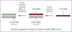 יצירת DNA משלים בעזרת האנזים המתעתק במהופך