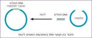 חיבור בין קטעי DNA באמצעות האנזים ליגאז