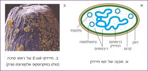 א. מבנה של תא חיידק. ב. חיידקי E.coli על ראש סיכה (צולם במיקרוסקופ אלקטרונים סורק)