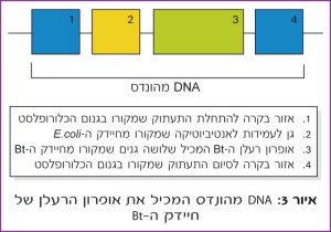 איור 3: DNA מהונדס המכיל את אופרון הרעלן של חיידק ה- Bt