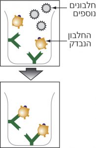 כאשר לבארית מצופה נוגדנים לוכדים מוסיפים תערובת חלבונים נקשרים רק חלבונים ייחודיים לנוגדנים האלה