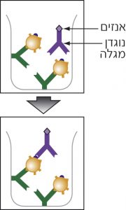 כאשר מוסיפים לבארית מצופה נוגדנים שלכדו חלבונים ייחודיים נוגדנים מגלים הם נקשרים לחלבונים הייחודיים