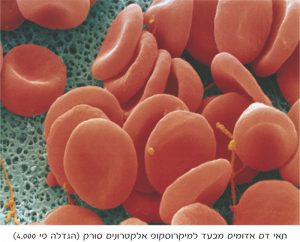 תאי דם אדומים מבעד למיקרוסקופ אלקטרונים סורק (הגדלה פי 4,000)