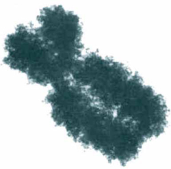 כרומוזום בשלבי המיטוזה לאחר שה-DNA נדחס