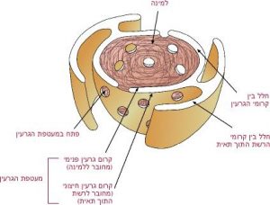 מעטפת הגרעין | חקר התא