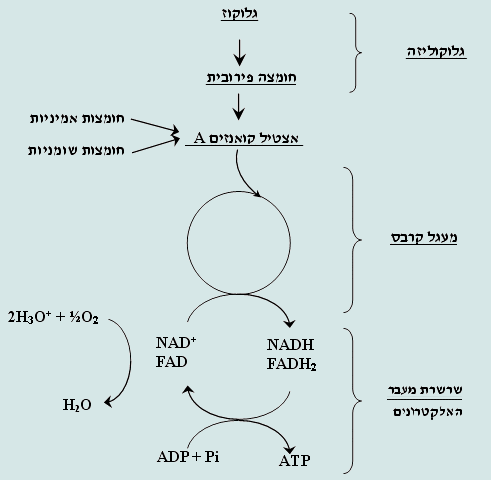 תרשים: גלוקוז עובר לחומצה פירובית שעוברת להיות אצטיל קואנזים A (מרכב מחומצות אמיניות וחומצות שומניות). קואנזים A נכנס למעגל קרבס שבעזרתו NAD+ עובר NADH וADP עובר ל-ATP.