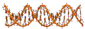 דגם מולקולרי של DNA