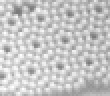  הדמיה של אטומי צורן בעזרת מיקרוסקופ מינהור סורק