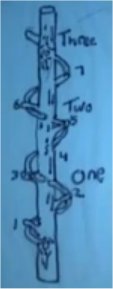 צורת הענפים על עץ אלון לפי מספרי פיבונצ'י