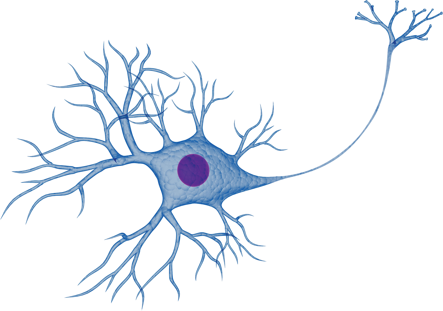 Строение нейрона ткани. Строение нейрона без подписей. Нейрон рисунок. Нервная клетка. Строение нервной клетки без подписей.