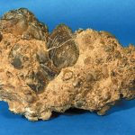סלע גיר המכיל מאובנים של צדפות שבהן אפשר להבחין בעין בלתי מזוינת