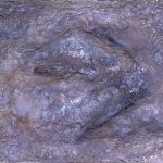 העתק של עקבות הדינוזאורים כפי שהתגלו בבית זית
