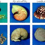 השוואה בין מאובנים של בעלי חיים לבין בעלי חיים דומים להם החיים היום בסביבה הימית הרדודה: השוואה של קיפודי ים, נאוטילוס (ראש רגל) ובוולבים (צדפות)