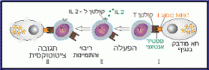 איור 8.2: הפעלה של תאי TC על ידי אנטיגן ו -IL. 