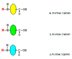 שלושה סוגי חומצות אמיניות שונות. הזהה בשלושתן הוא קבוצת הקרבוקסיל COOH וקבוצת אמין NH2