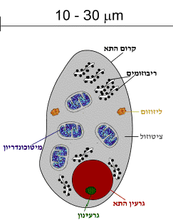 התא מכיל את קרום התא, ריבוזומים, ליזוזום, ציטוזול, מיטוכונדריון ואת גרעין התא, שבתוכו גרעינון