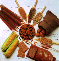 דגנים: קוואקר, כוסמת, בורגול, תפוחי אדמה, אורז, לחם, מצות ואטריות