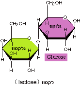 המבנה הכימי של לקטוז המורכב מגלקטוז וגלוקוז