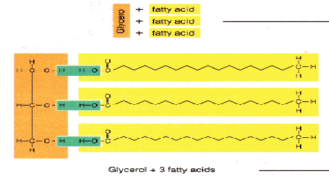 נוסחת מבנה של טריגלצריד: מורכבת ממולקולת גליצרול ושלוש חומצות שומן, שכל אחת מהן קשורה לגליצרול