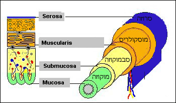 צינור העיכול מורכב מארבע שכבות תאים: סרוזה, מוסקולריס, סמבוקוזה ומוקוזה