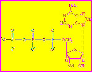 ייצוג ויזואלי לנוסחה הכימית של מולקולת ATP