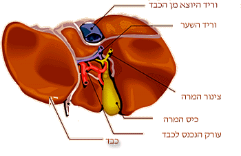 הכבד וכיס המרה: מורכבת מהכבד, מהעורק הנכנס לכבד, מכיס המרה, צינור המרה, וריד השער ווריד היוצא מן הכבד